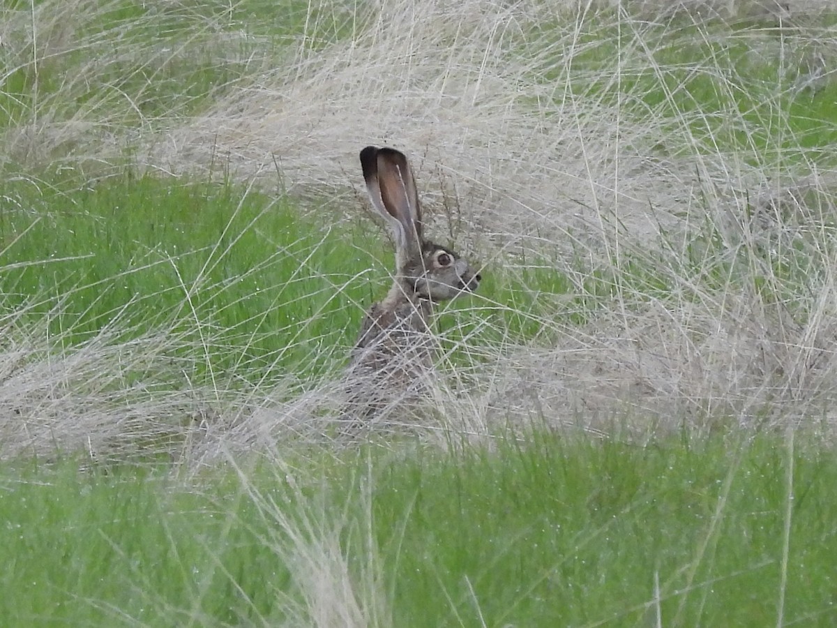 Black-tailed Jackrabbit - ML646379652