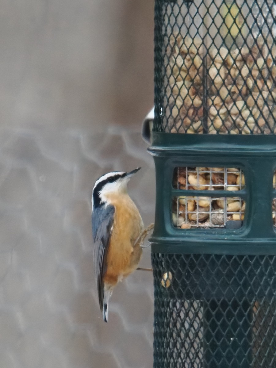 Red-breasted Nuthatch - ML646379653