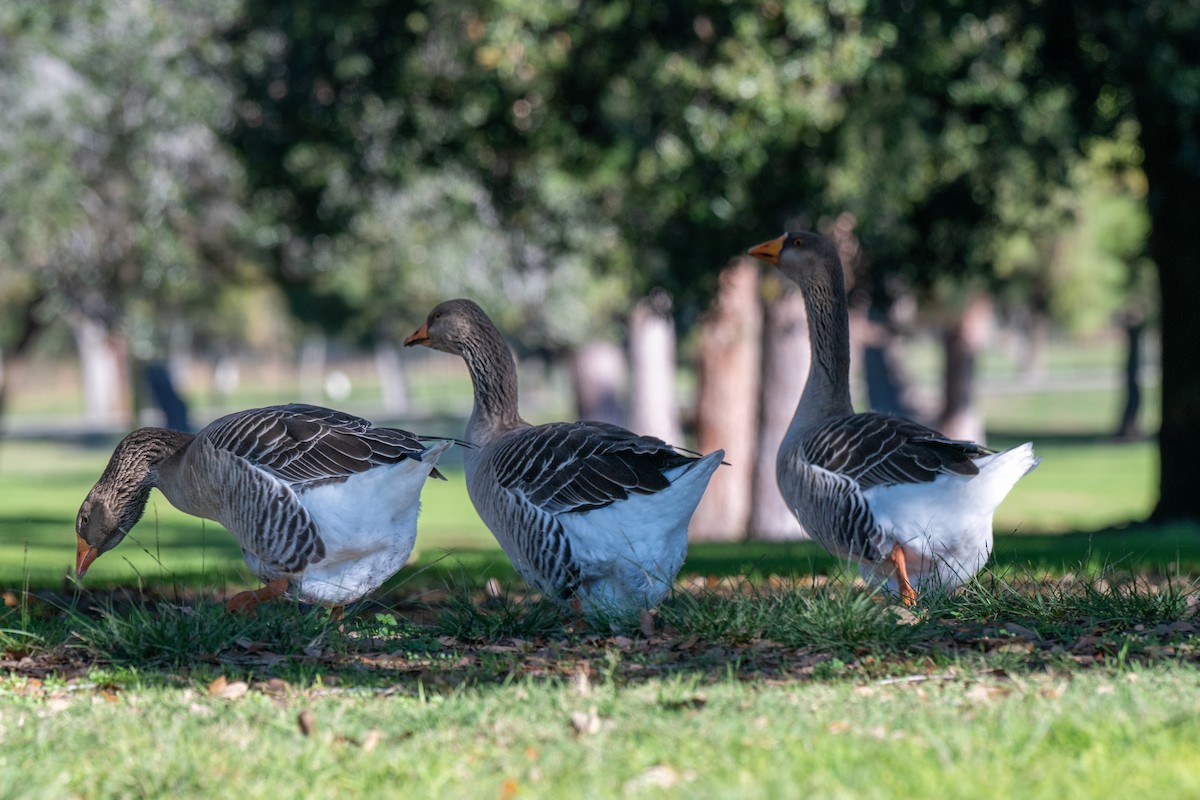 Domestic goose sp. (Domestic type) - ML646379654