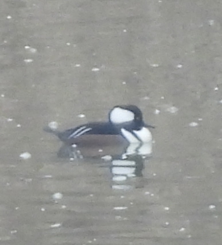 Hooded Merganser - ML646379655