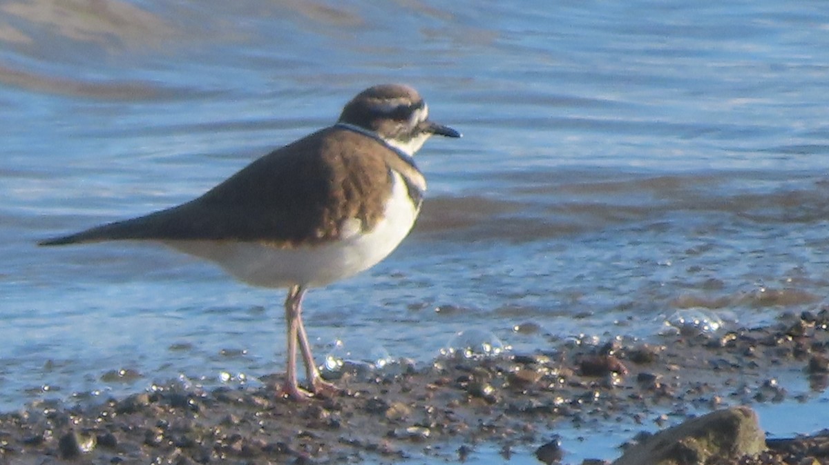 Killdeer - ML646379656