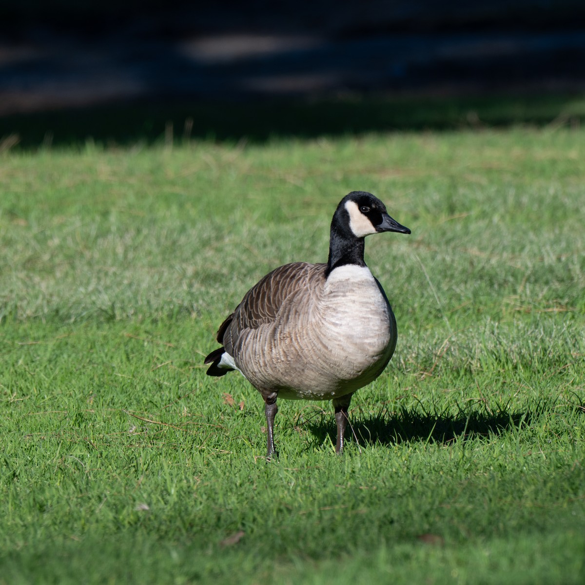 Canada Goose - ML646379658