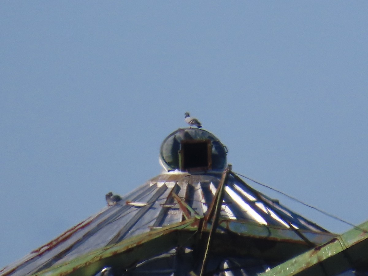 Rock Pigeon (Feral Pigeon) - ML646379659