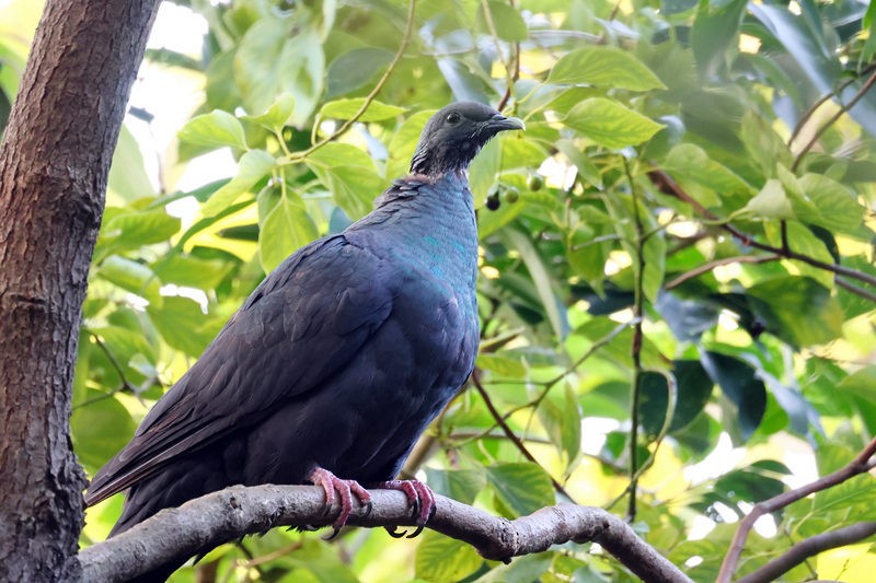 Black Wood-Pigeon - ML646379660