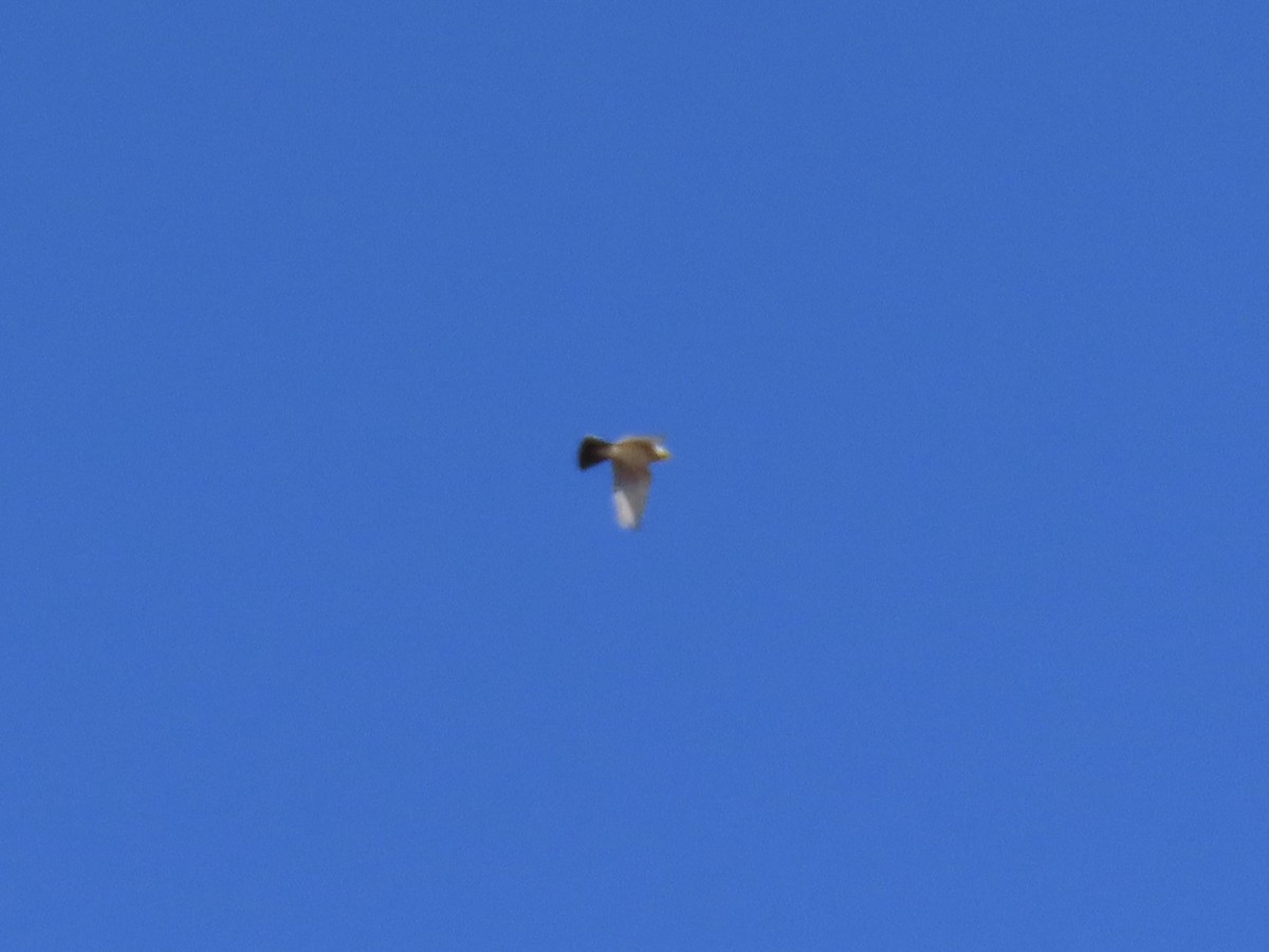 Horned Lark - ML646379661