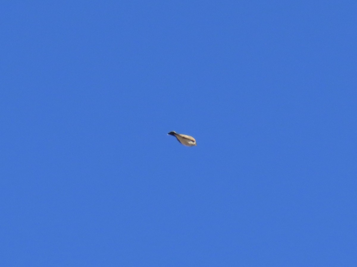 Horned Lark - ML646379662