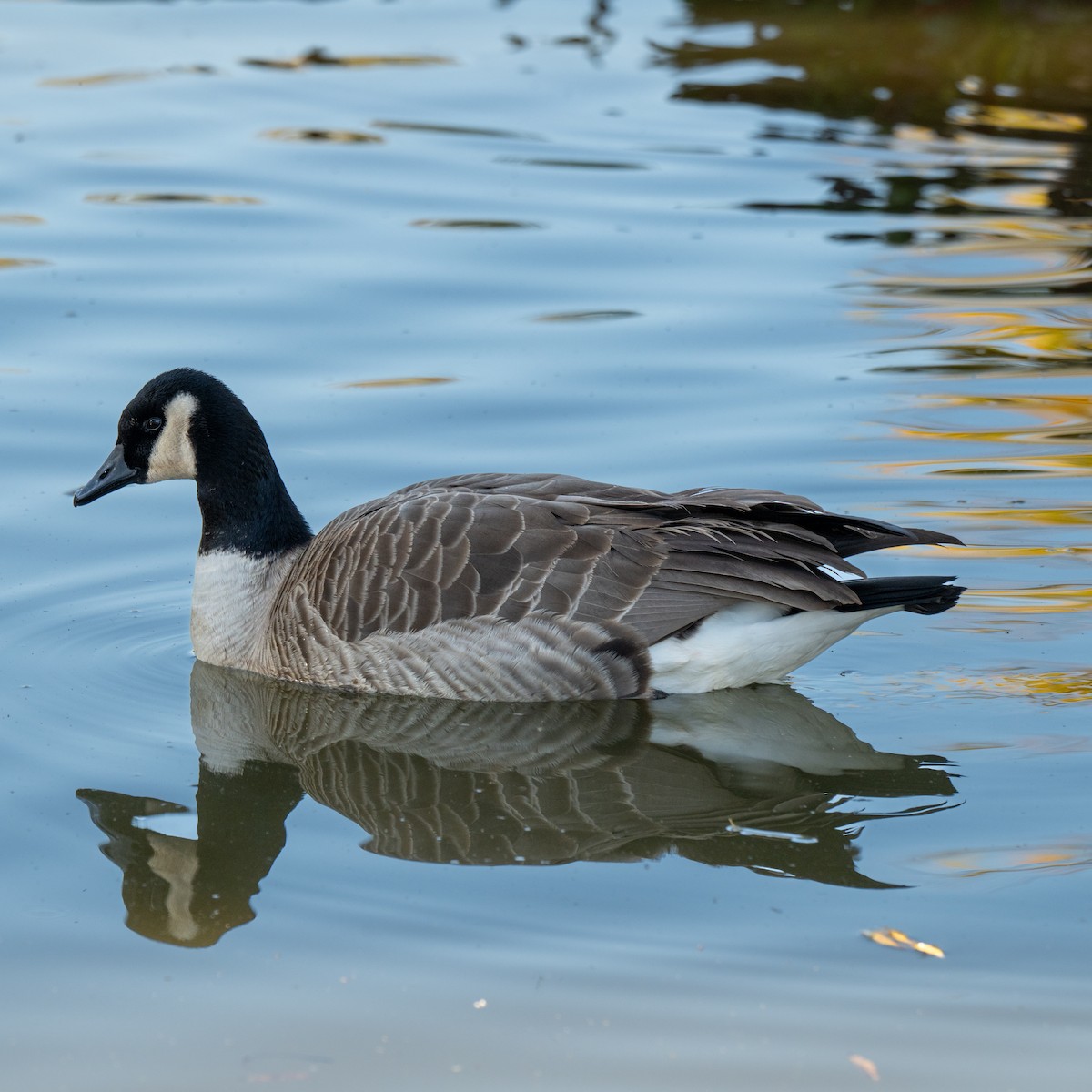 Canada Goose - ML646379663