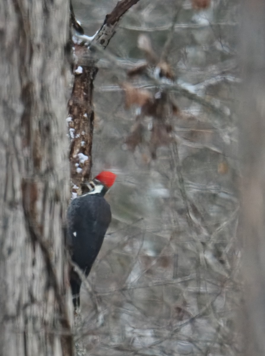 Pileated Woodpecker - ML646379664