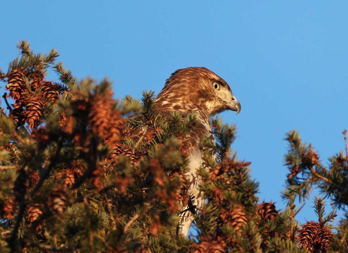Red-tailed Hawk - ML646379665