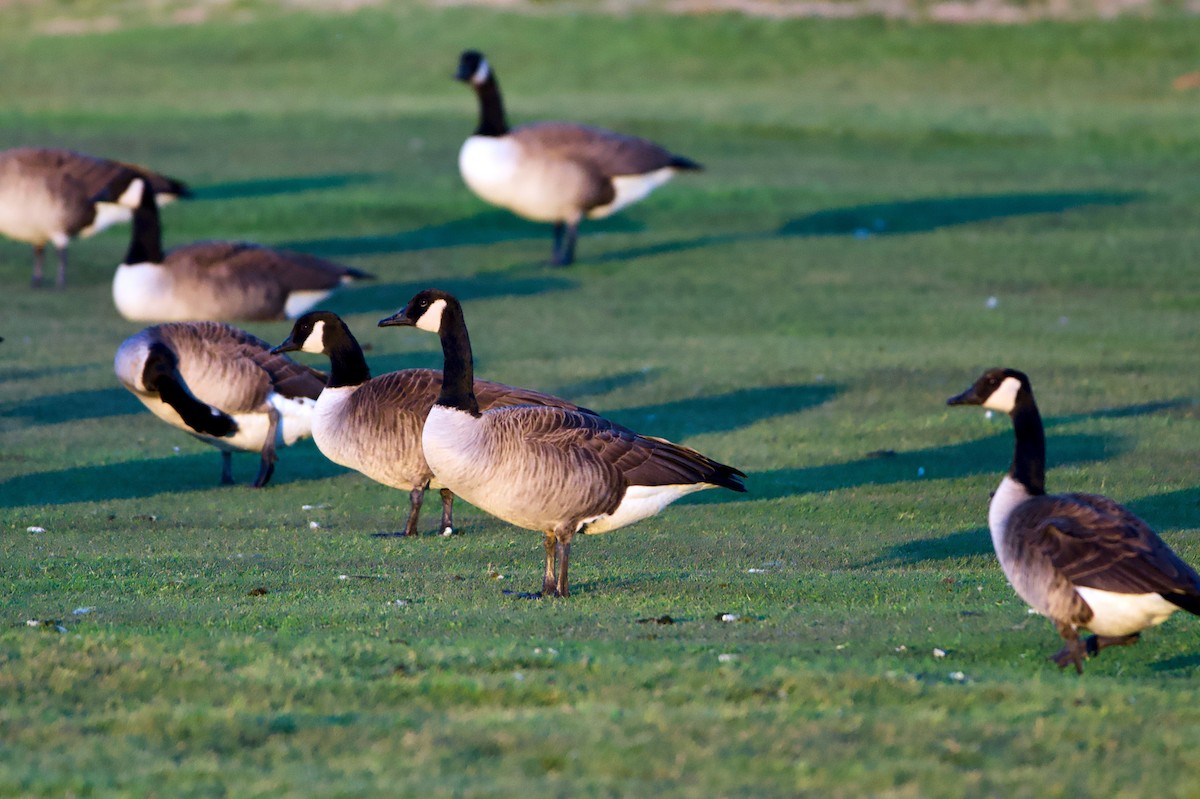 Canada Goose - ML646379666
