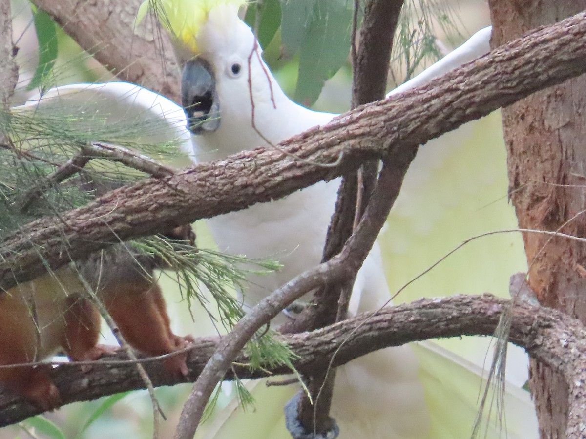 Sulphur-crested Cockatoo - ML646379668