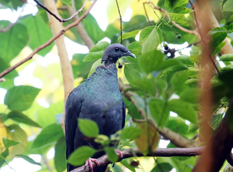 Black Wood-Pigeon - ML646379670