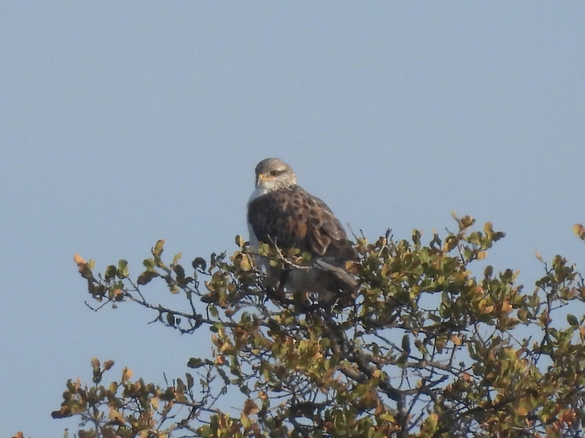 Ferruginous Hawk - ML646379671