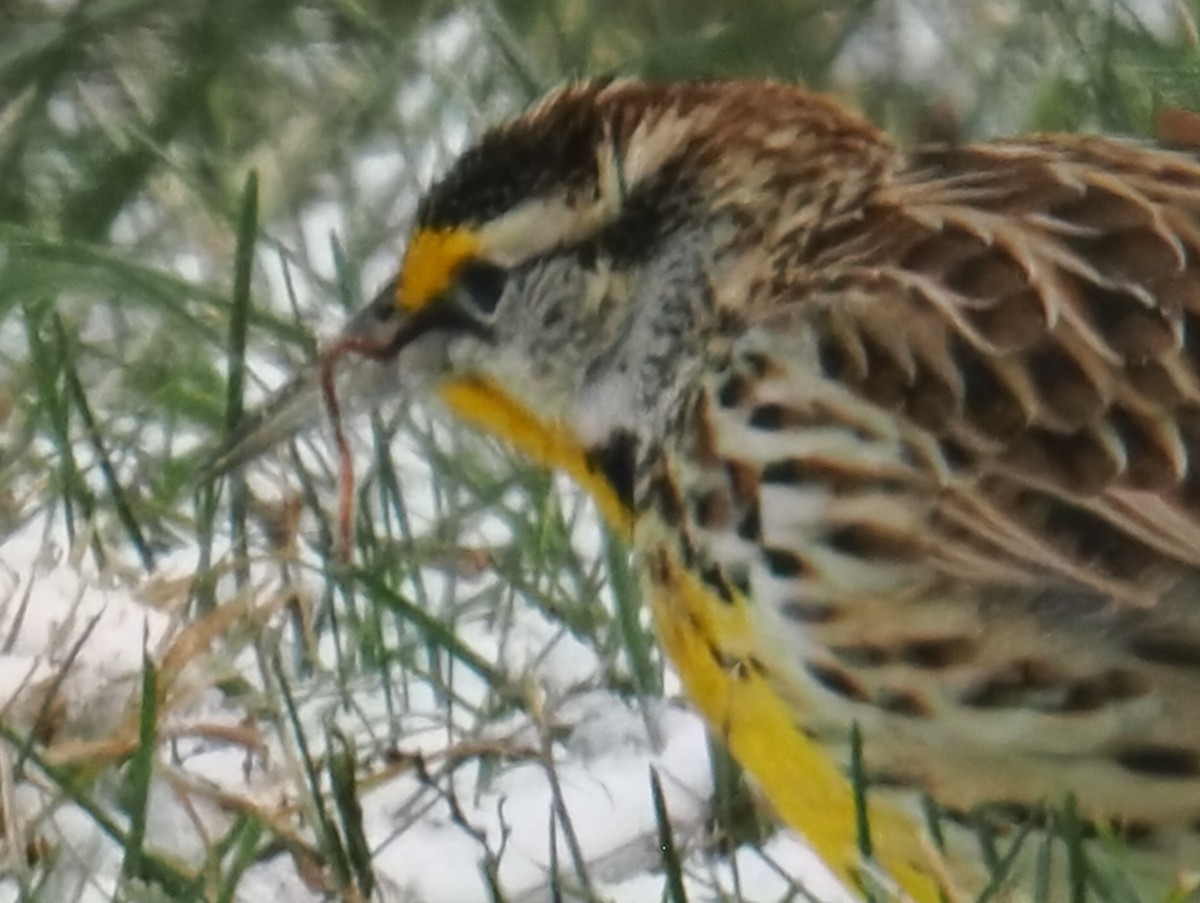 Eastern Meadowlark - ML646379672