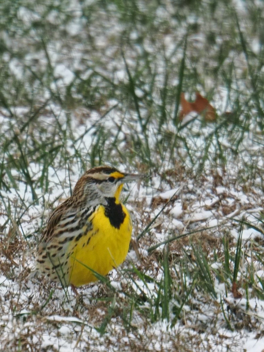 Eastern Meadowlark - ML646379673