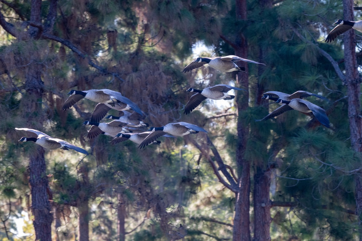 Canada Goose - ML646379674