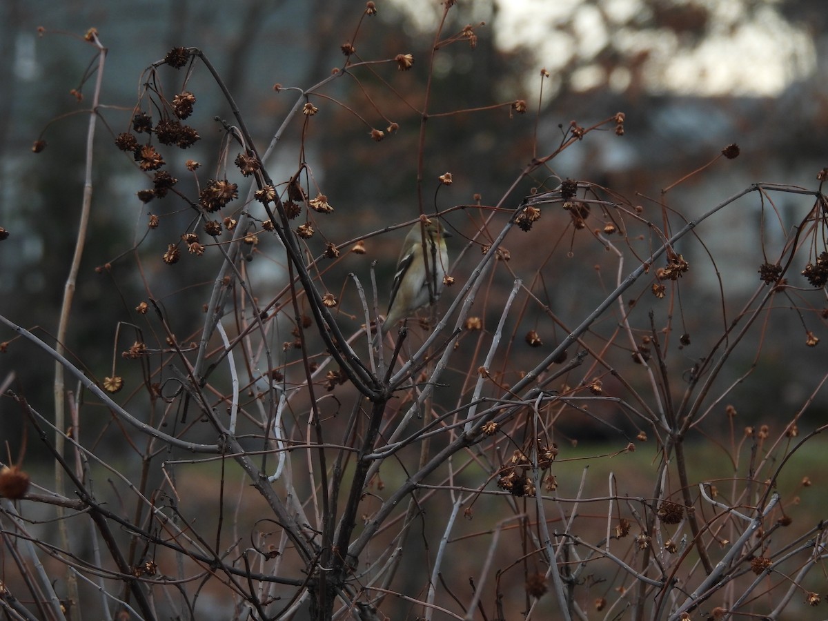 Chardonneret jaune - ML646379675