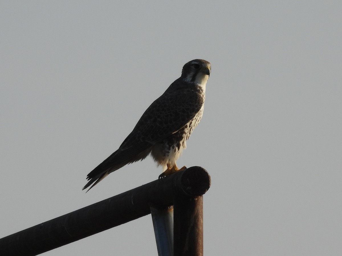 Prairie Falcon - ML646379676