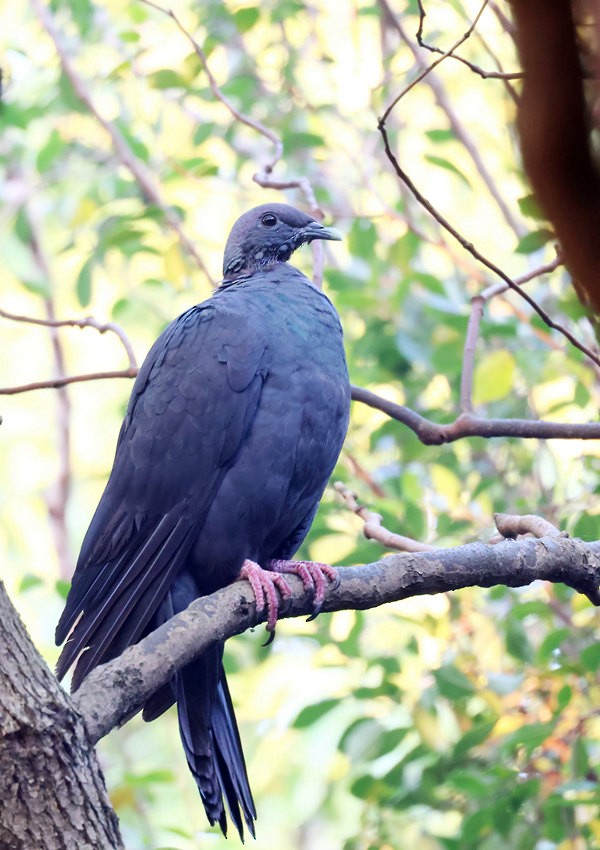Black Wood-Pigeon - ML646379677