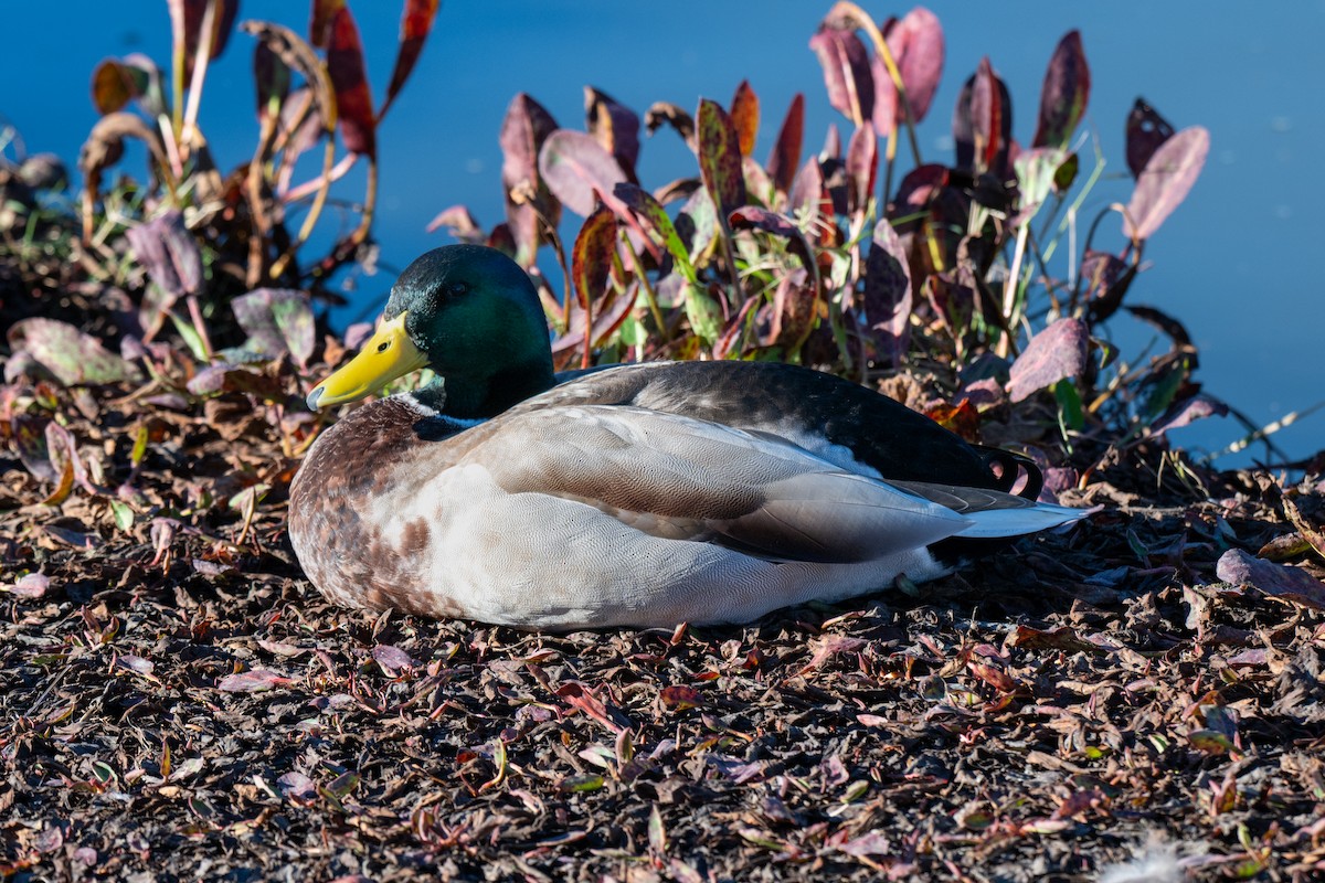 Mallard - ML646379681