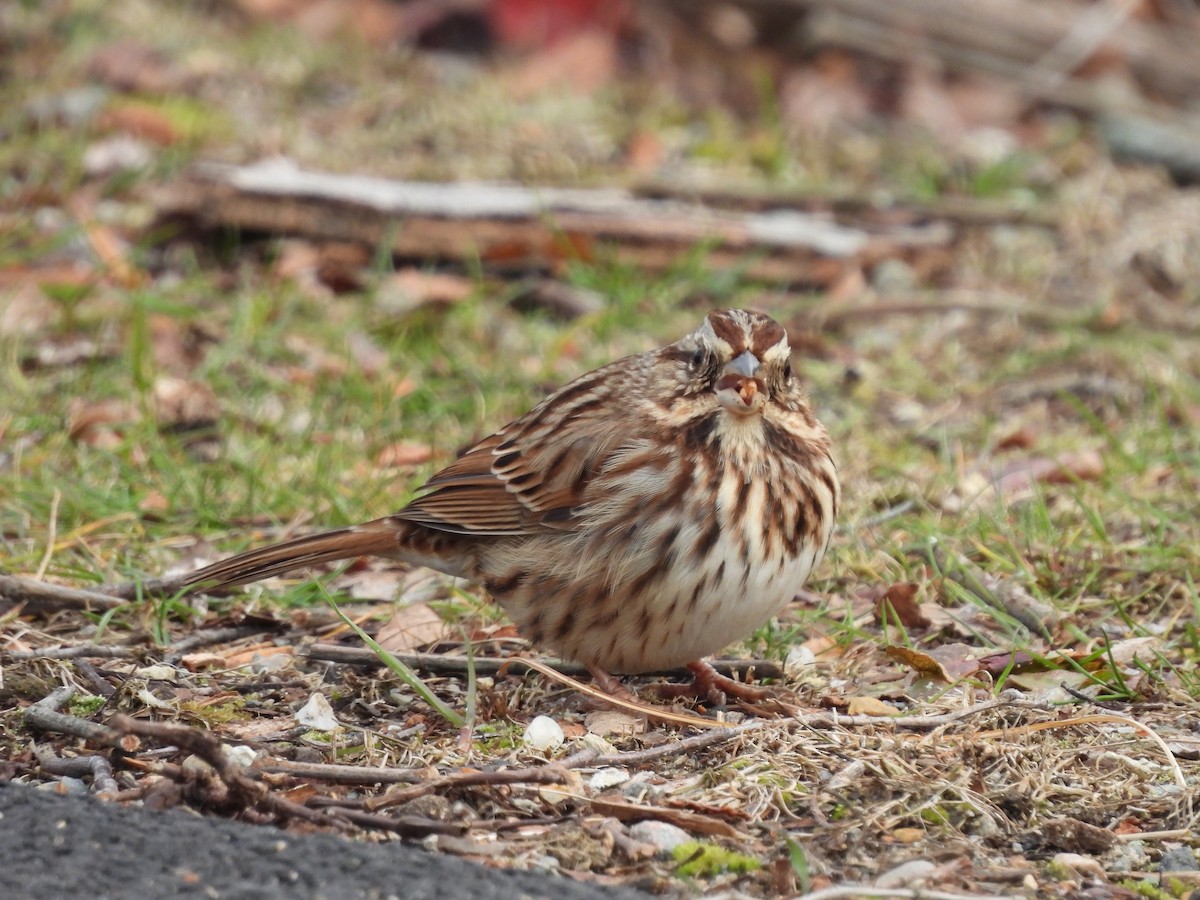 Bruant chanteur - ML646379682