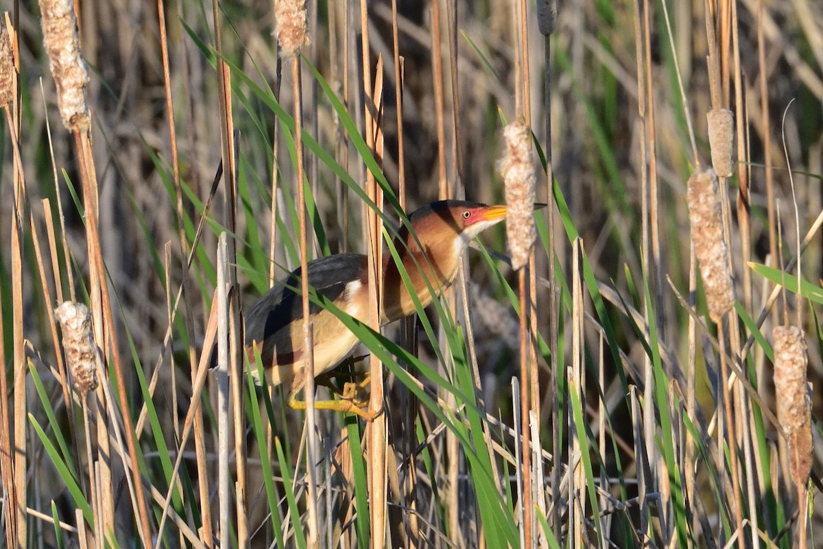 Least Bittern - ML646379683