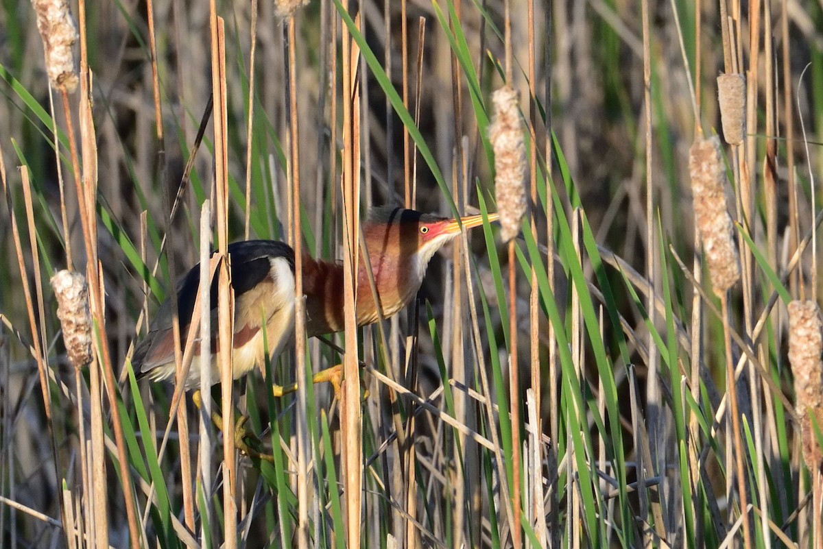 Least Bittern - ML646379684