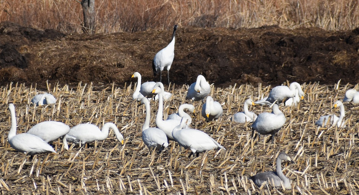 Whooper Swan - ML646379685