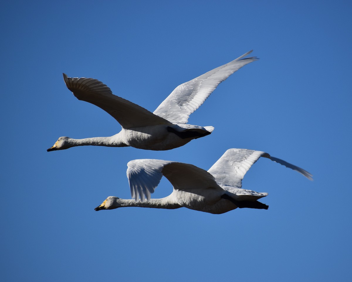 Whooper Swan - ML646379686