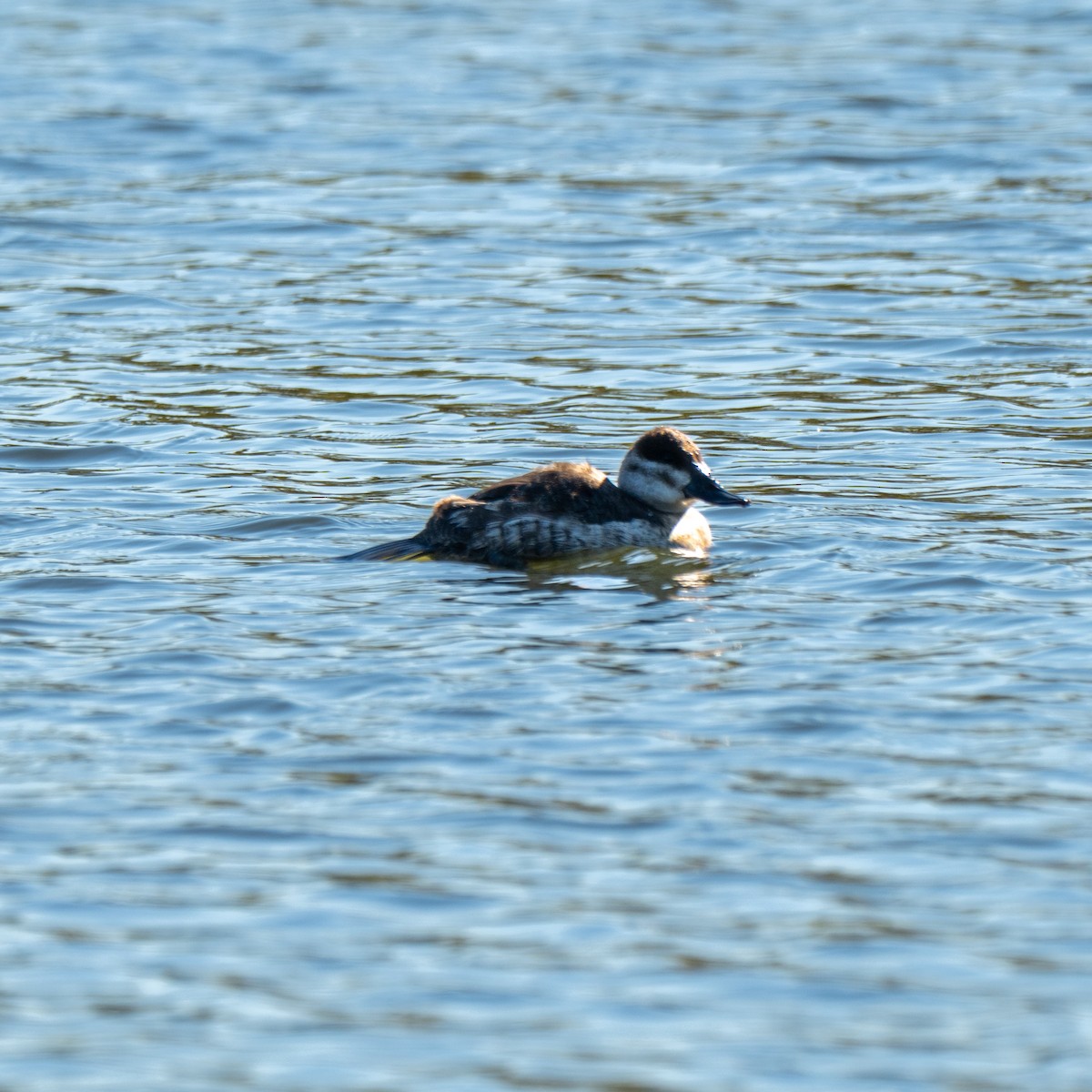 Ruddy Duck - ML646379687