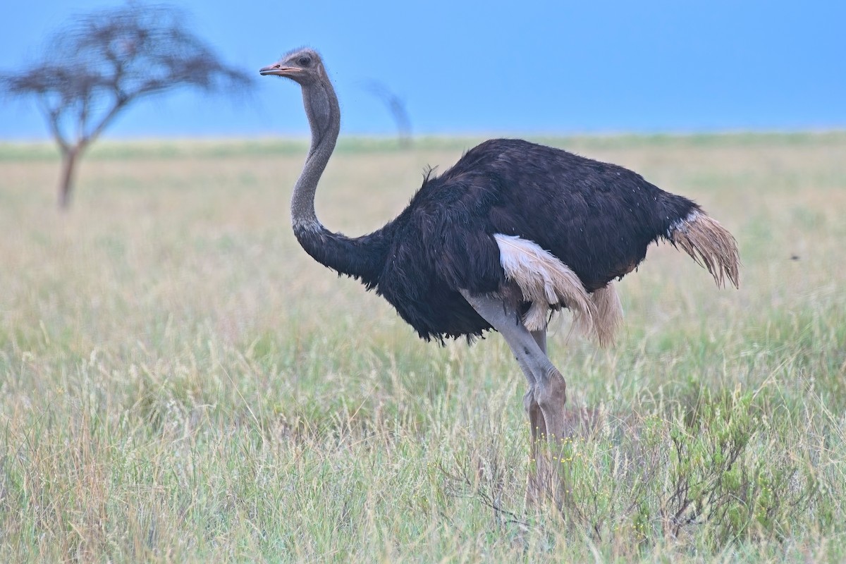 Common Ostrich - ML646379688
