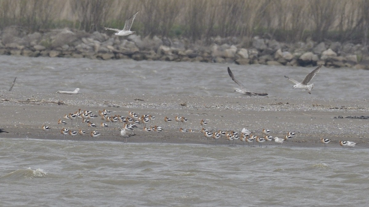 American Avocet - ML646379690