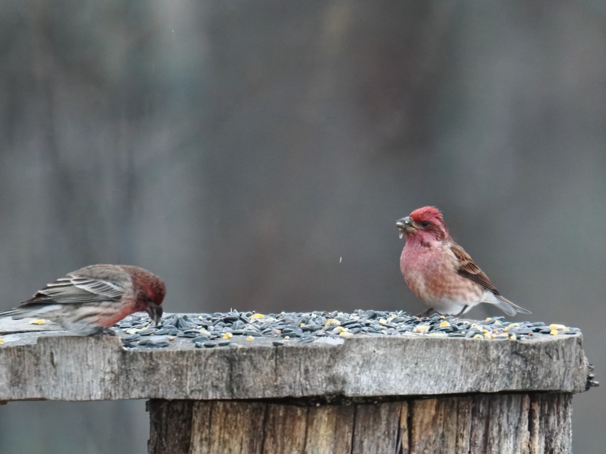 House Finch - ML646379691