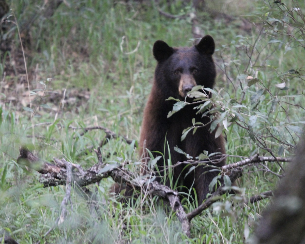 American Black Bear - ML646379692