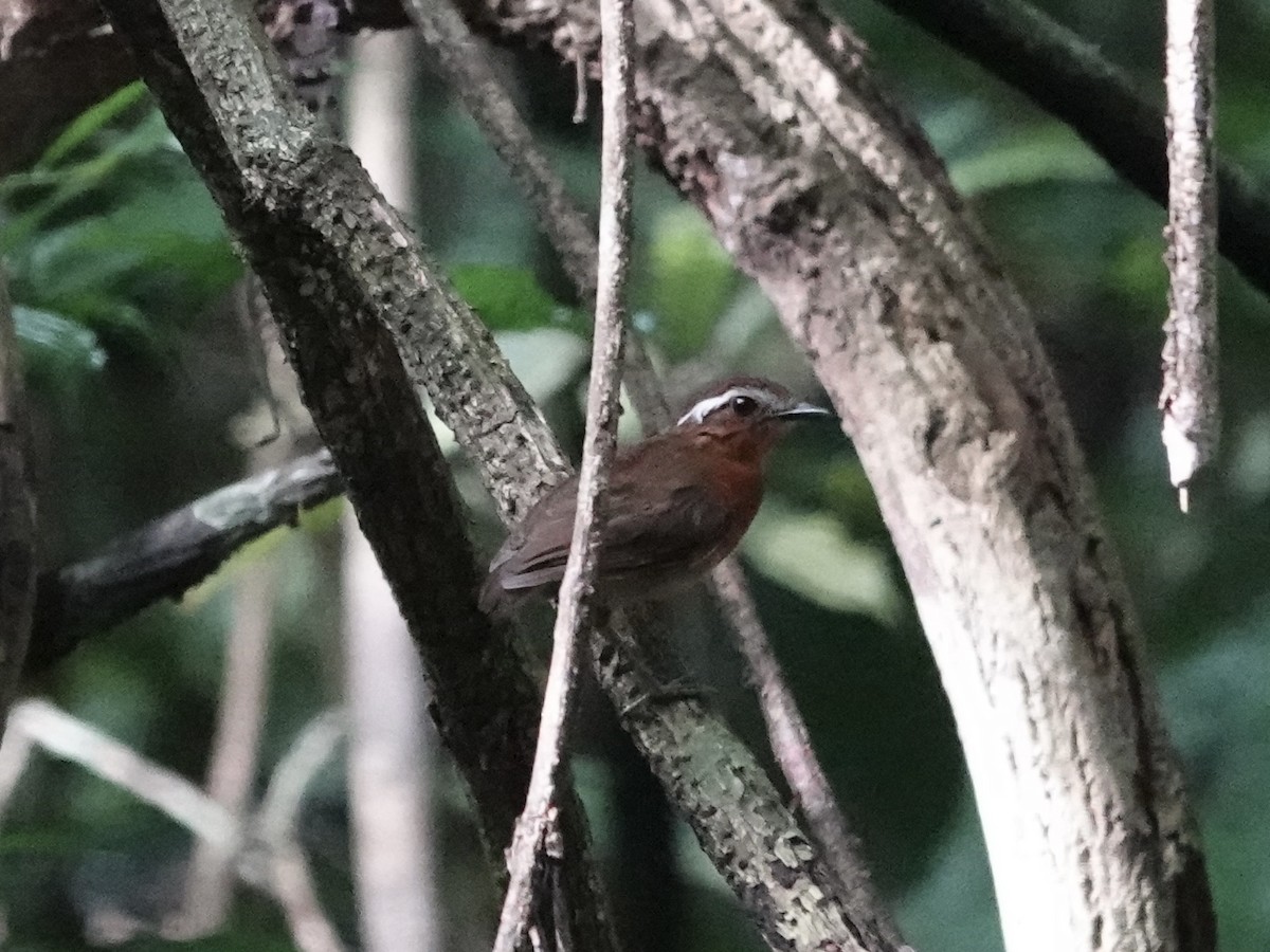 Black-breasted Gnateater - ML646379693