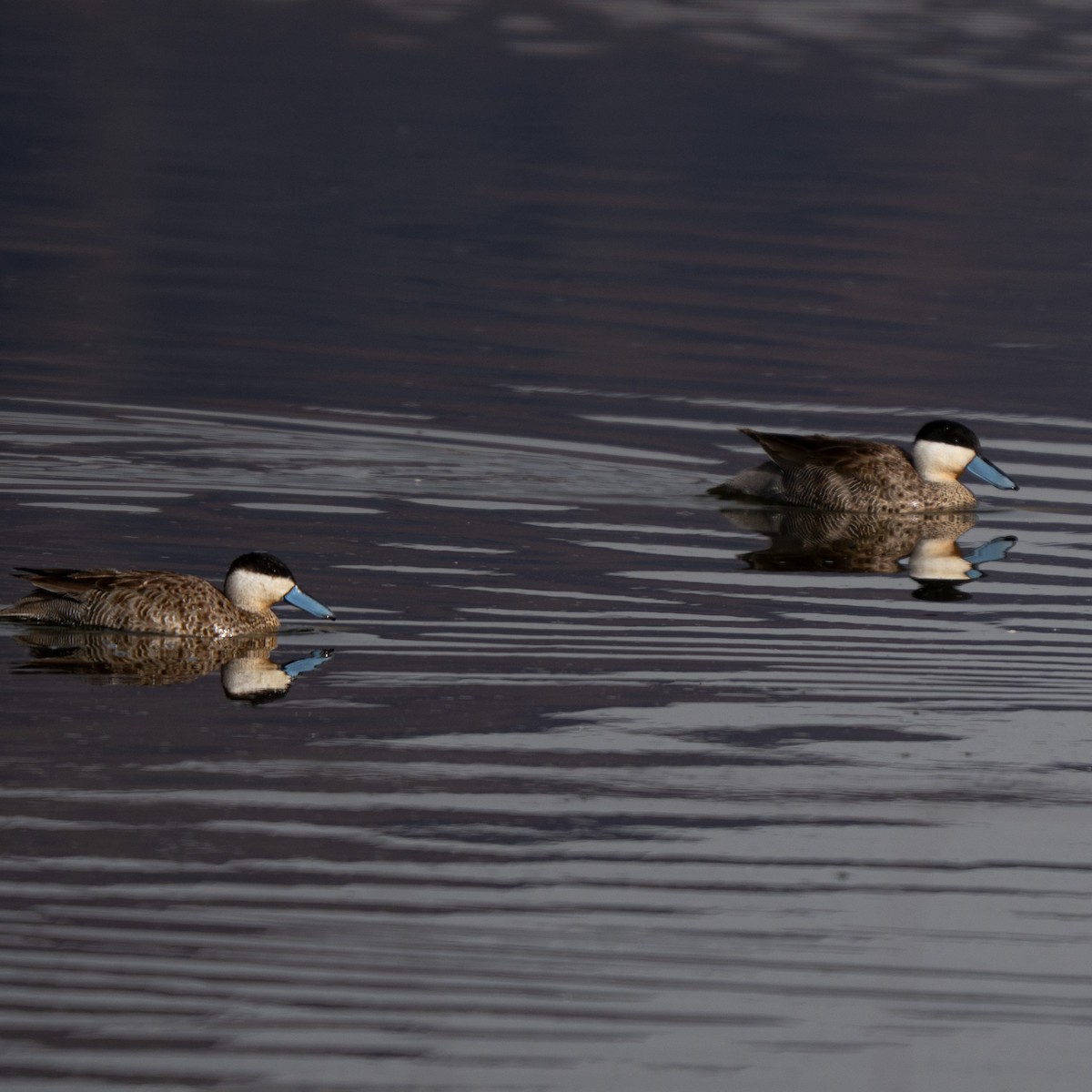Puna Teal - ML646379694