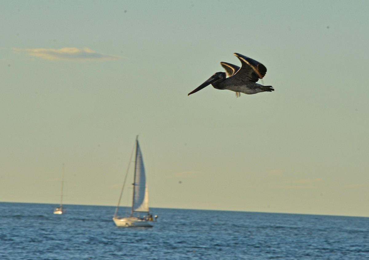 Brown Pelican - ML646379698