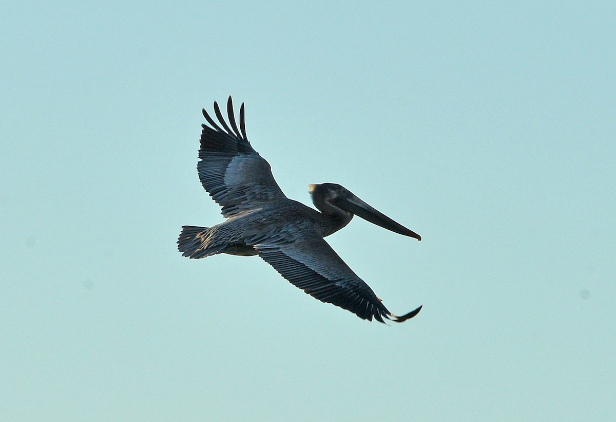 Brown Pelican - ML646379699