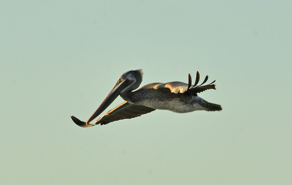 Brown Pelican - ML646379700