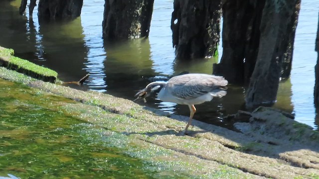 Yellow-crowned Night Heron - ML646379701