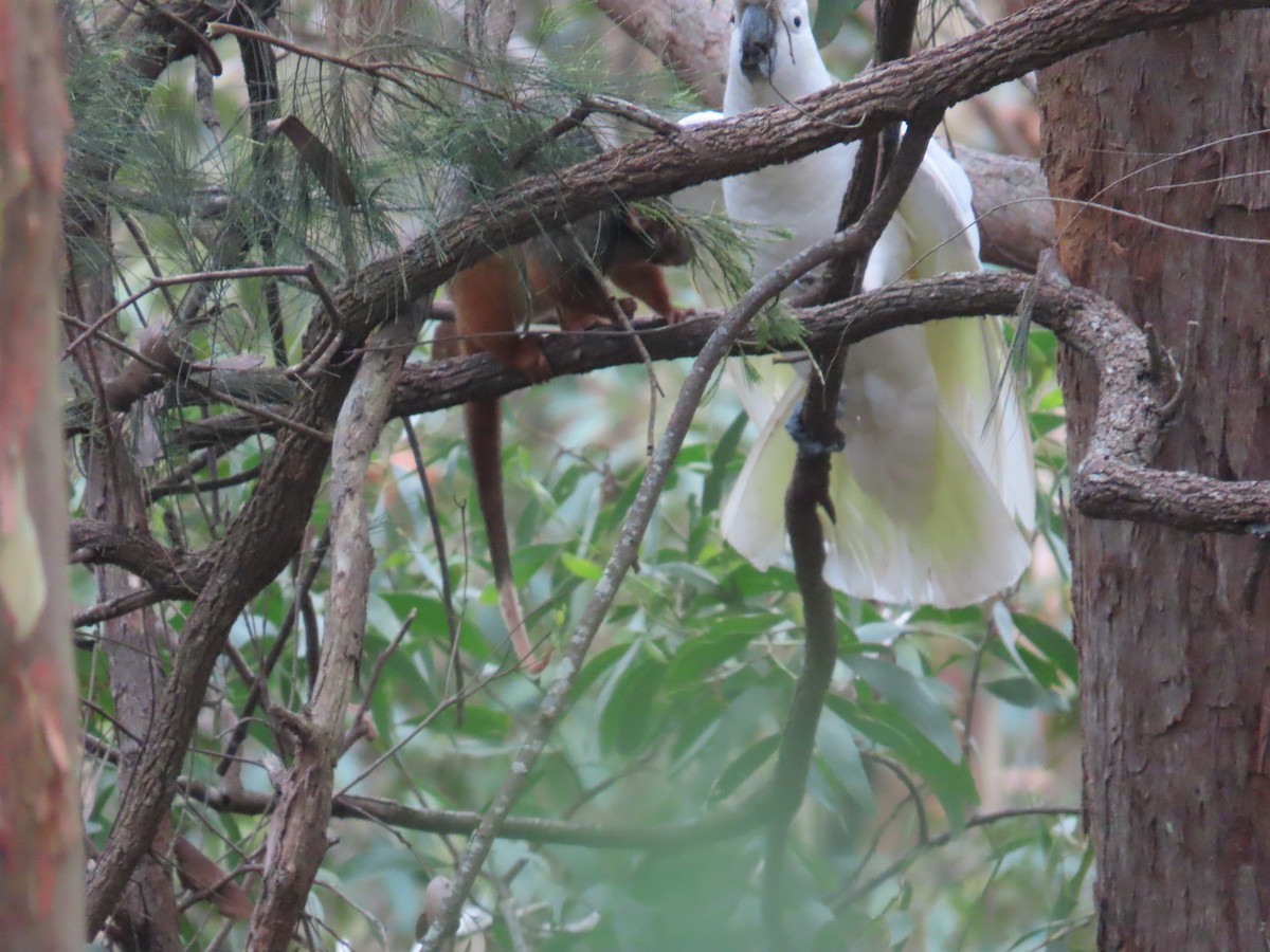Sulphur-crested Cockatoo - ML646379702