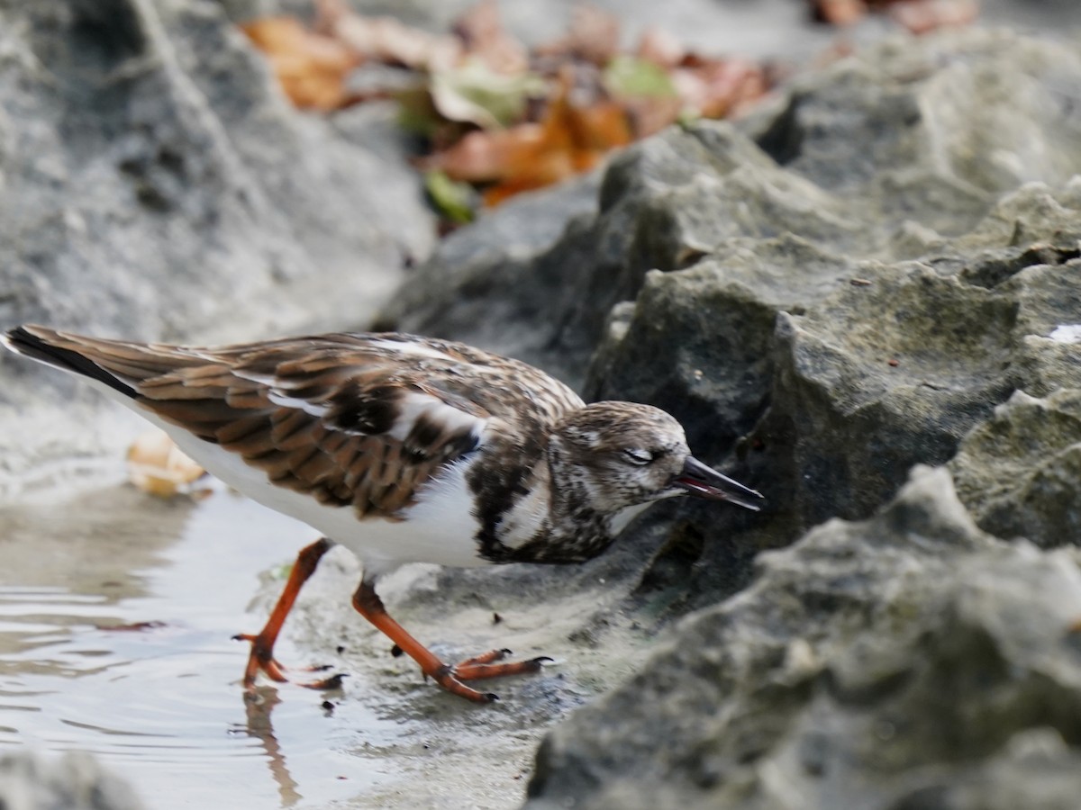 Ruddy Turnstone - ML646379703