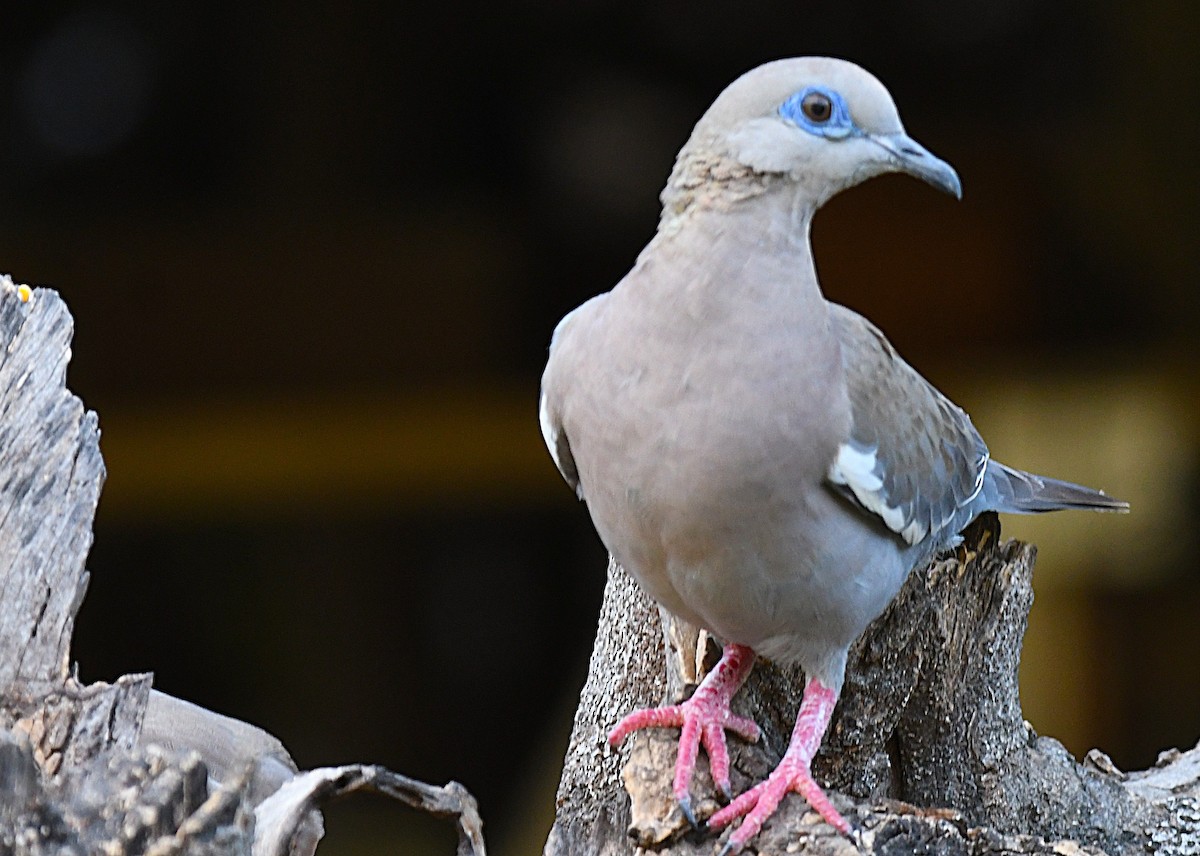 West Peruvian Dove - ML646379705