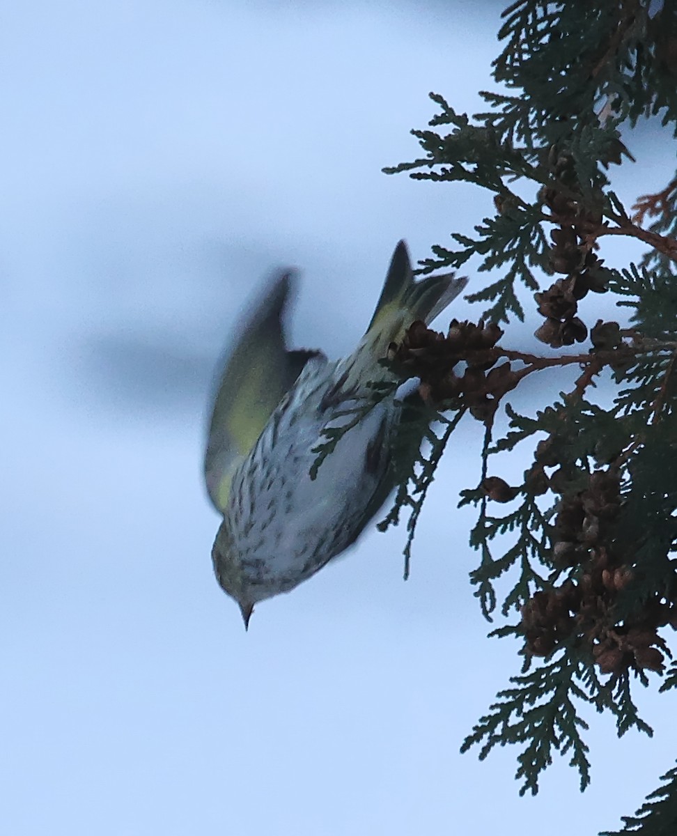 Pine Siskin - ML646379708