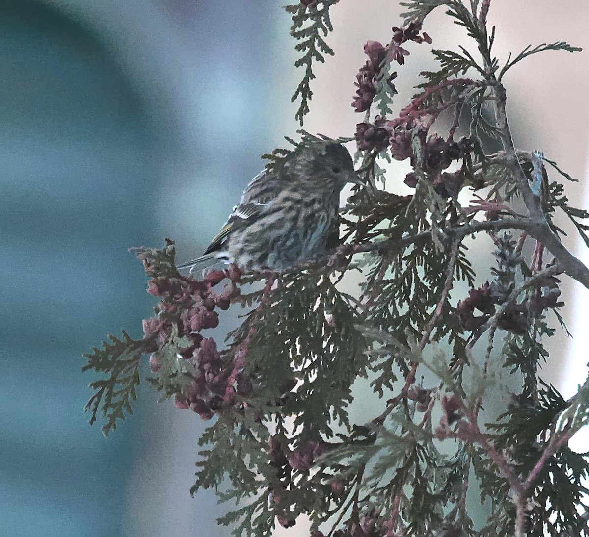 Pine Siskin - ML646379709