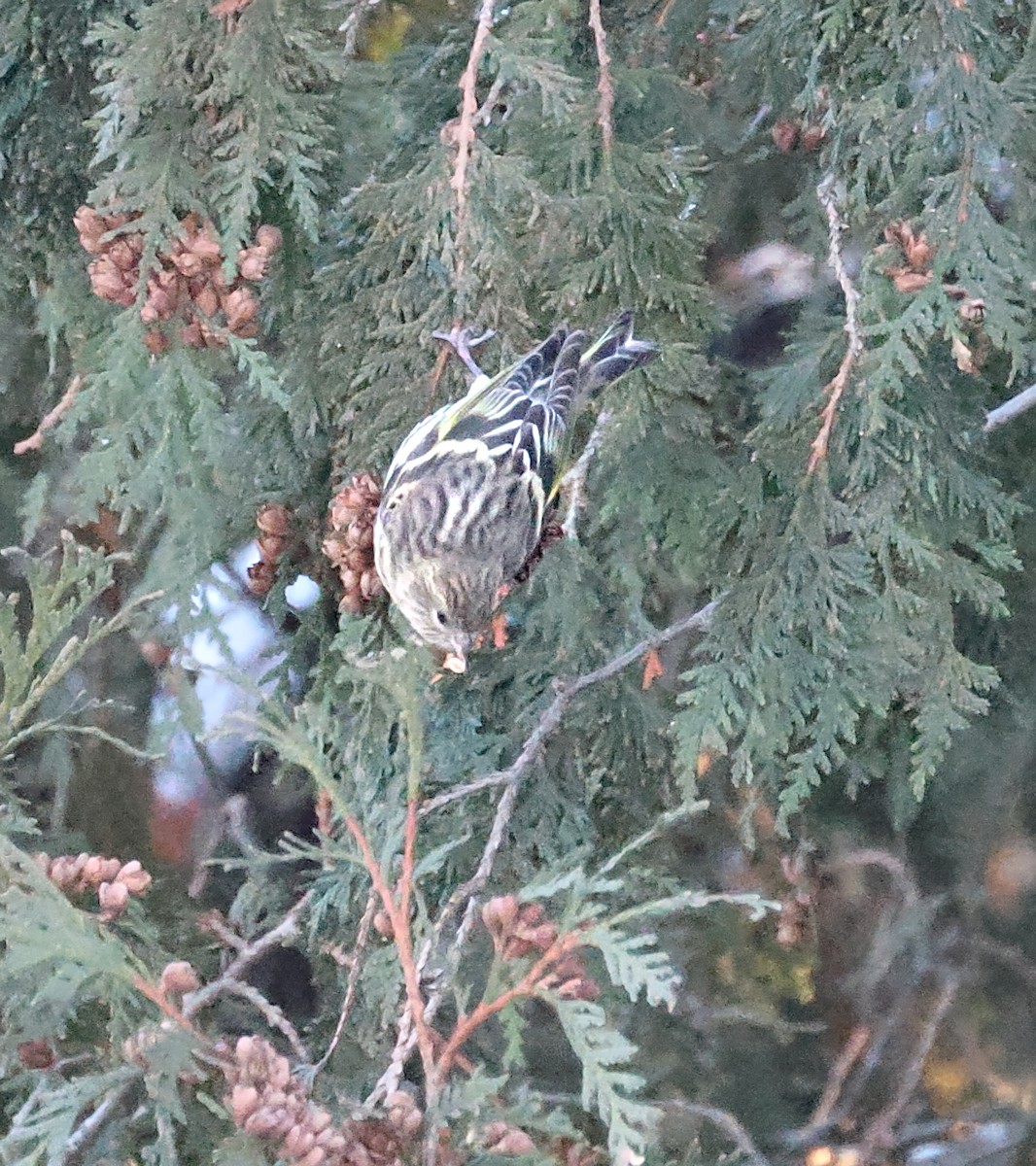 Pine Siskin - ML646379710