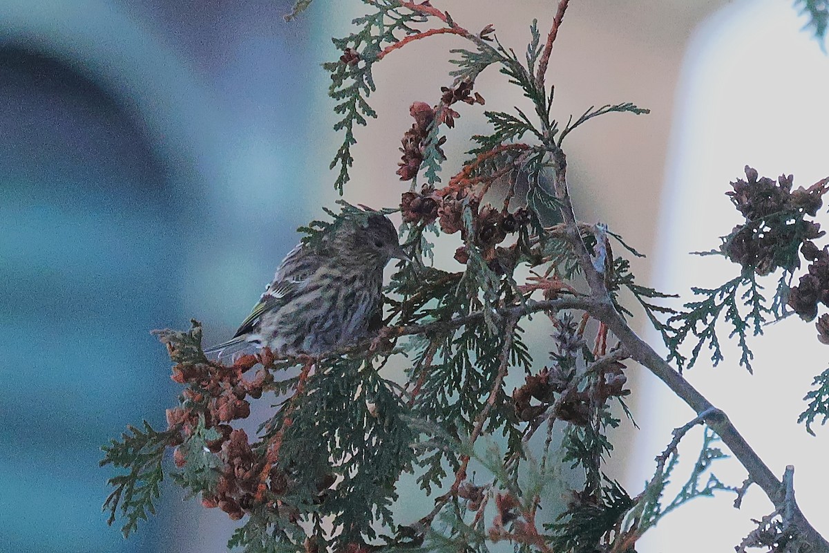 Pine Siskin - ML646379711