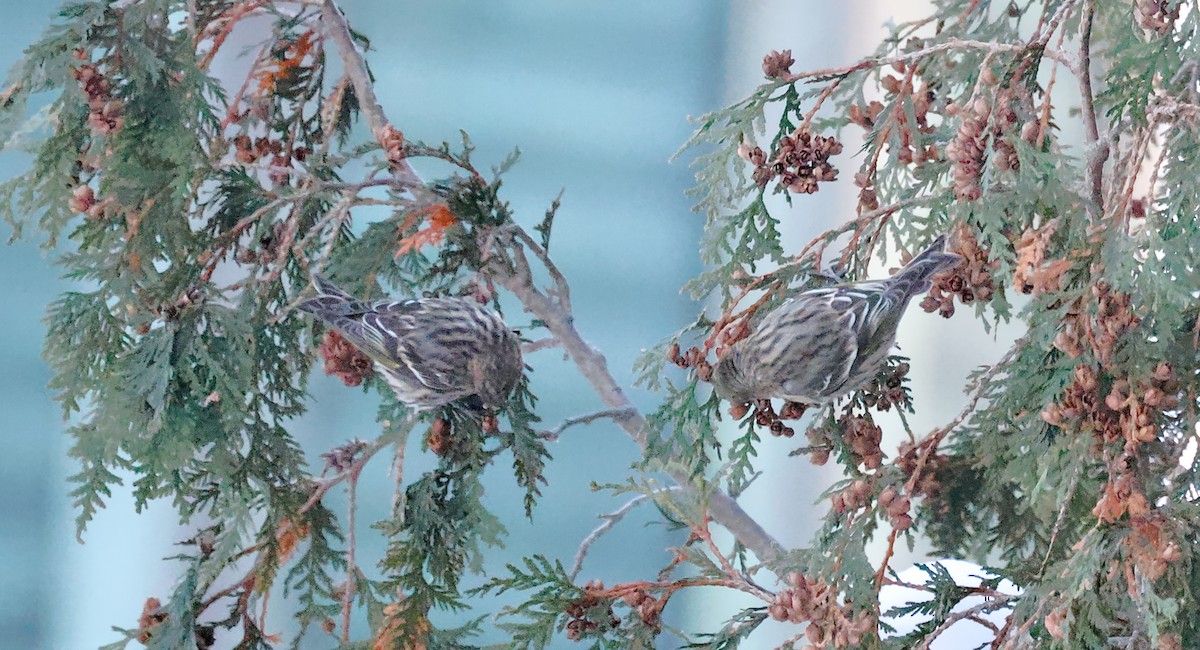 Pine Siskin - ML646379712