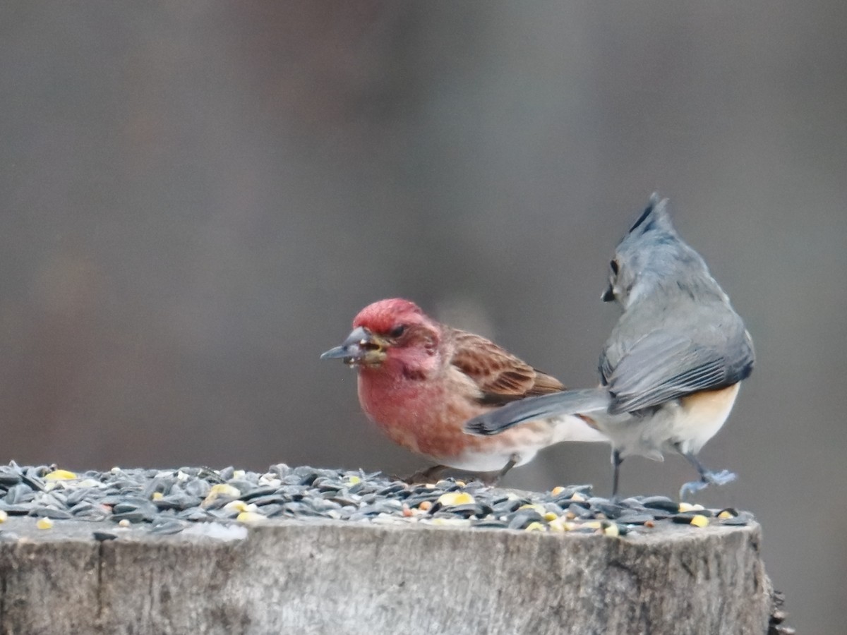 Purple Finch - ML646379713