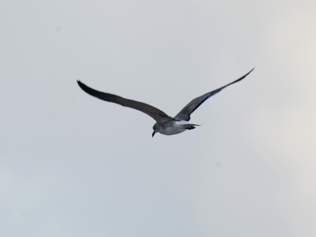 Laughing Gull - ML646379714